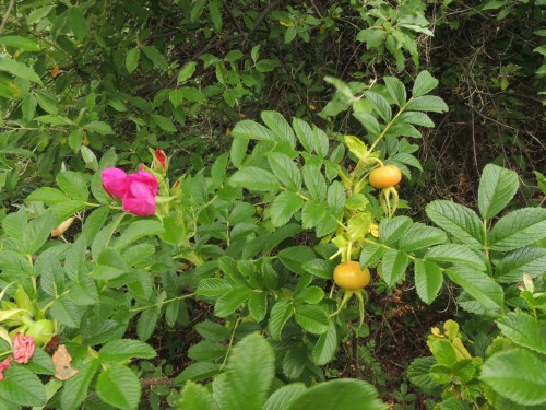 DSCN8442　ハマナス花と実